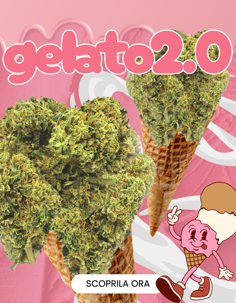 LEGAL WEED: Marijuana Legale, Cannabis, Erba e Hashish Light | CBD Shop Online THC | LegalWeed Italia