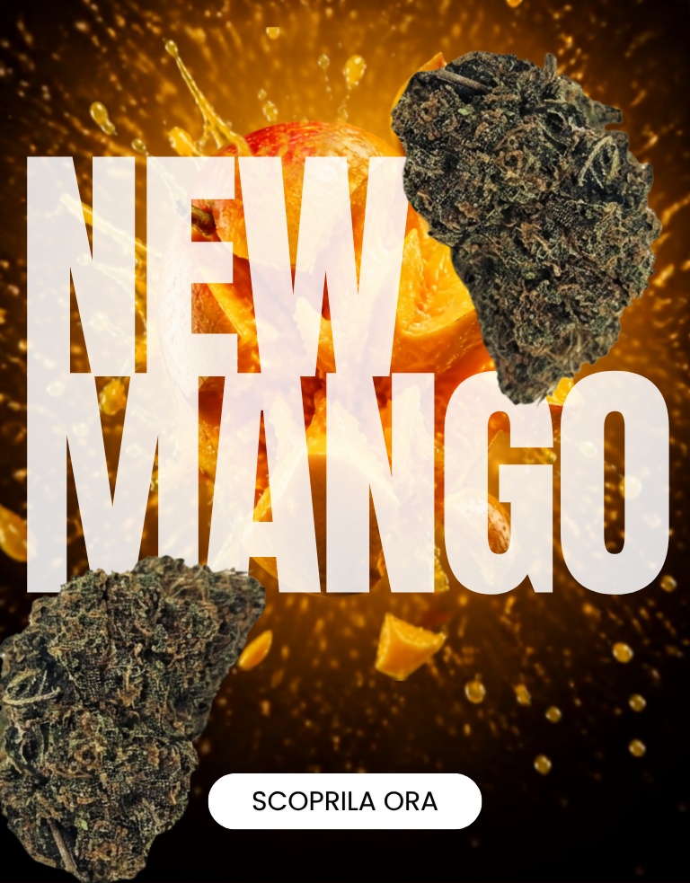 LEGAL WEED: Marijuana Legale, Cannabis, Erba e Hashish Light | CBD Shop Online THC | LegalWeed Italia